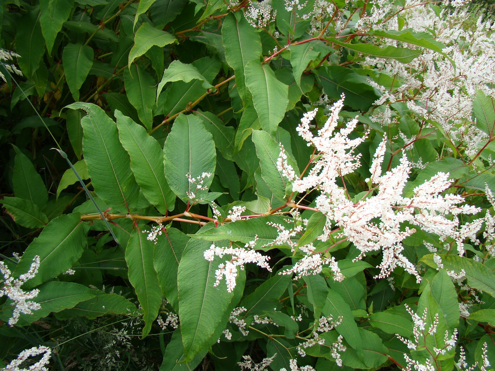 Горец японский (Polygonum cuspidatum)